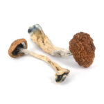 golden teacher mushrooms